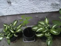 BILD3954.webp