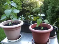 BILD3980.webp