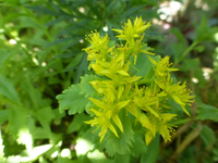 P1440010.webp