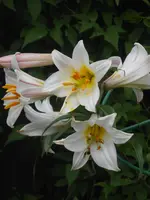 DSCN2599.webp