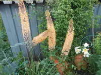 DSCN2600.webp