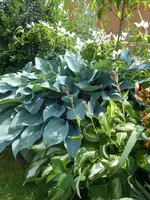DSCN2585.webp