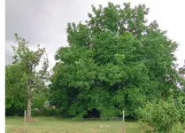 Walnuss02.webp