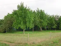 Obstwiese.webp