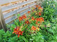 CIMG8154.webp