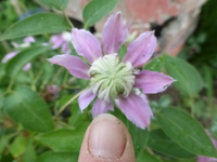 P1380813.webp