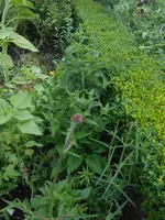 DSCN2604.webp