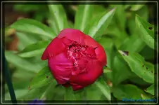comp_DSC03804.webp
