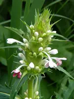 DSCN9147.webp