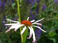 DSCN9148.webp