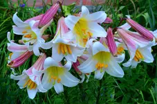 DSC_0595.webp