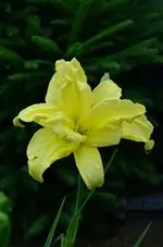 gelbgefüllt.webp