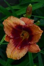outreagus1.webp