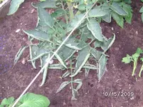 Helsing Blatt.webp
