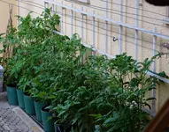 Sigi's Tomaten (Kopie).webp