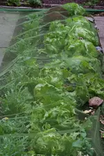 Salat unter Schutznetz (Kopie).webp