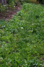 Blumenwiese (Kopie).webp