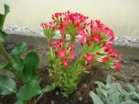 DSC00529.webp