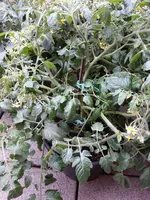WP_20150618_001.webp