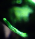 green (21).webp