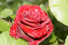 _DSC8479.webp