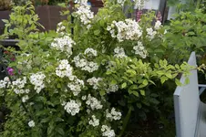 _DSC8483.webp