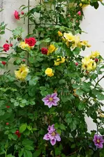 DSC_4758.webp