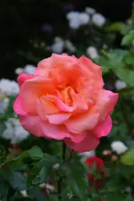 DSC_4760.webp