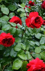 DSC_4761.webp