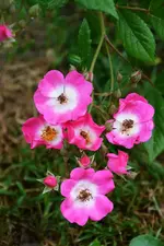 DSC_4764.webp