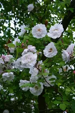 DSC_4767.webp