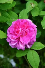 DSC_4769.webp