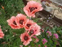 P6100007_(1024_x_768).webp