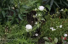 zwergrose.webp