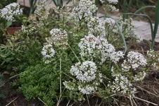 sedum_bluete.webp