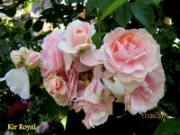IMG_5298.webp