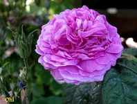 IMG_5283.webp