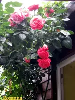 IMG_5198.webp