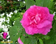 IMG_5316.webp