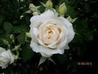 IMG_5336.webp