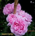 IMG_5338-001.webp