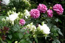 IMG_5365.webp IMG_5365.webp