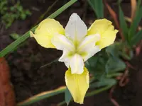 Butter and Shugar.webp