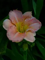 sildoubleohnedouble.webp