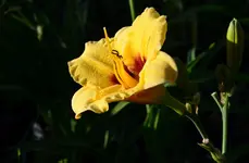 siljunbug.webp