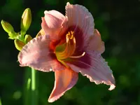 sweet Tanja.webp