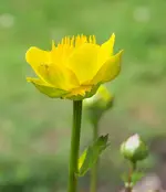 Golden Queen.webp