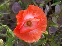 100_6233.webp