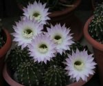 Echinopsis 19.6..jpg