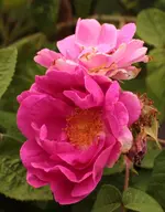 Apothekerrose 150620.jpg